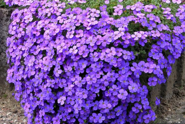 Aubrieta ´Cascade Purple´