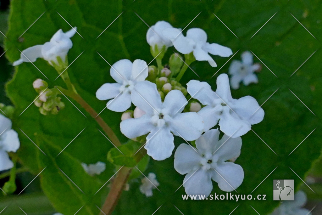 Brunnera macrophylla ´ Betty Bowring´
