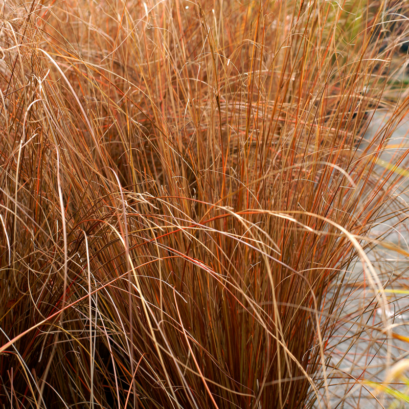 Carex buchananii ´Firefox´