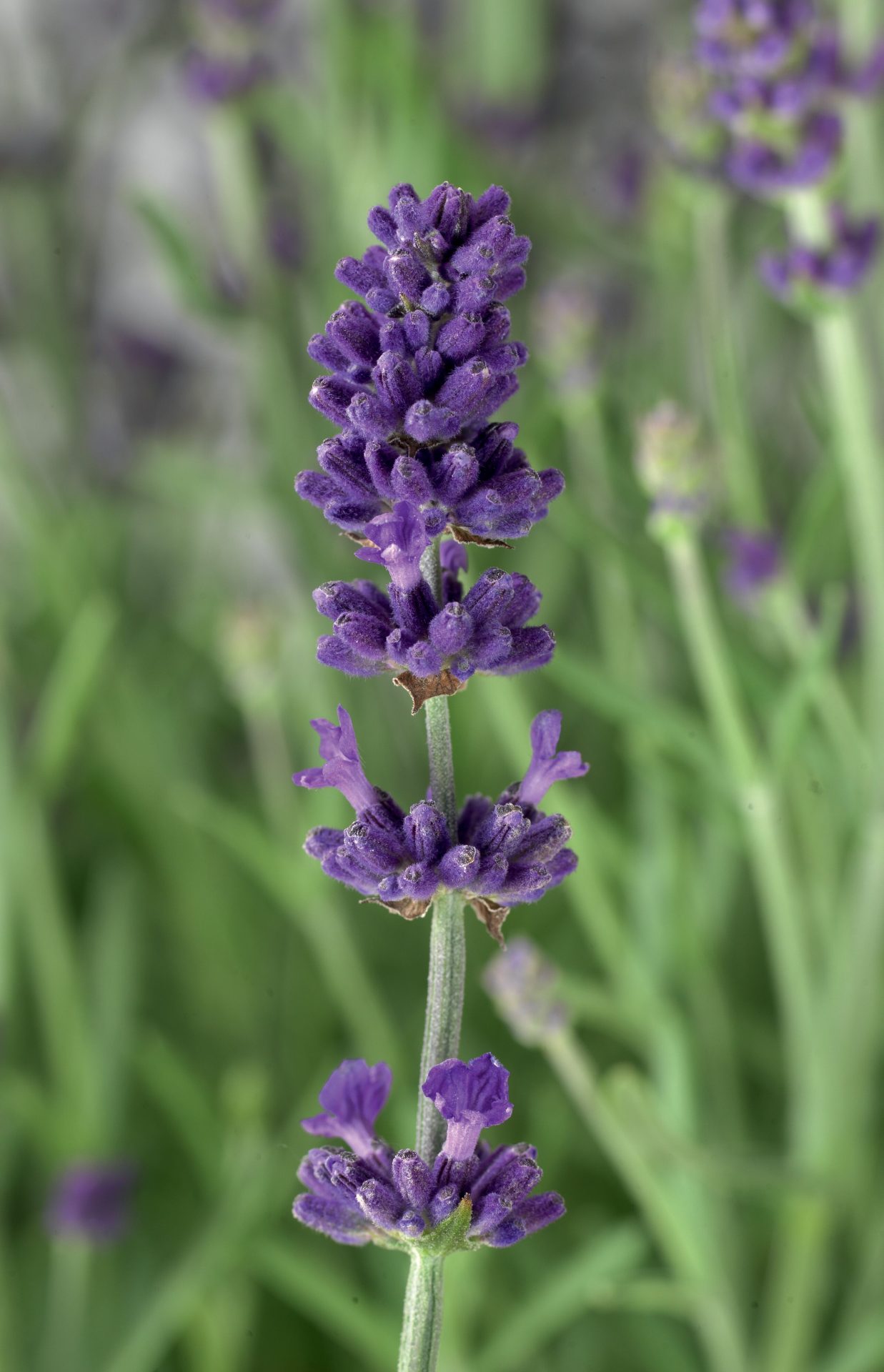 Lavandula angustifolia ´Blue Scent Early±´