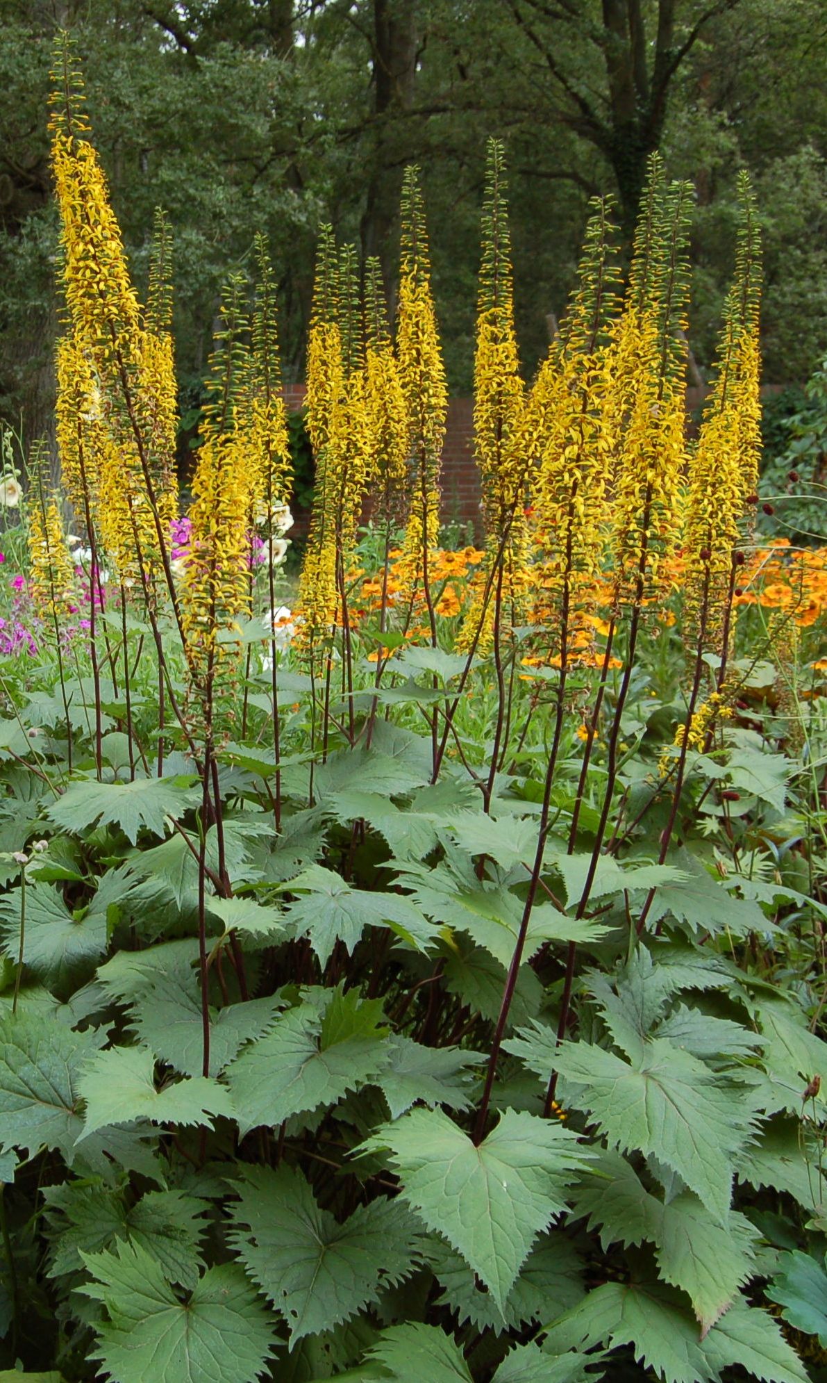 Ligularia stenocephala ´ The Rocket´