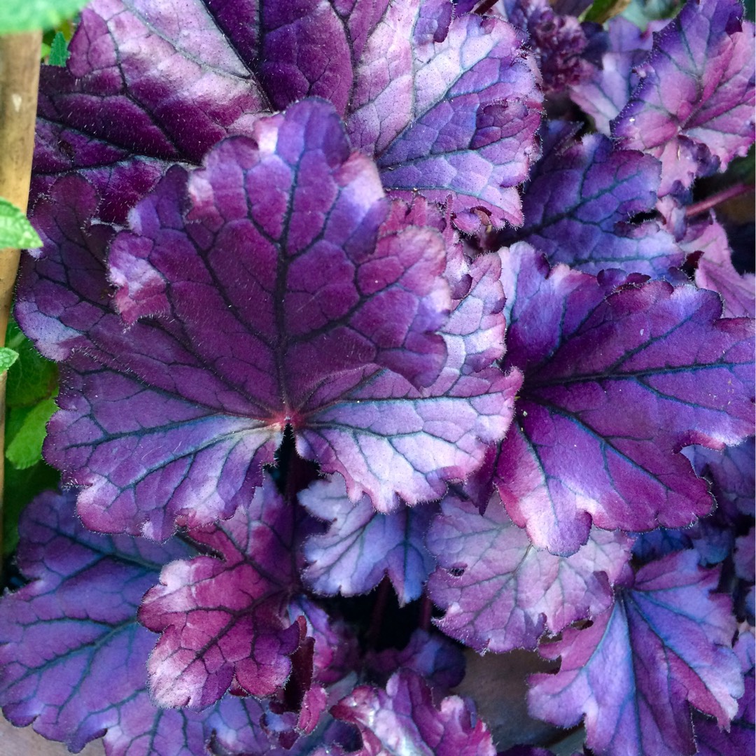 Heuchera ´Forever Purple´