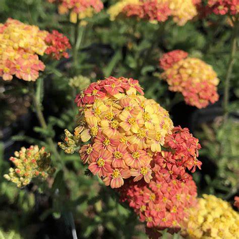 Achillea millefolium ´Desert Eve Terracota ´