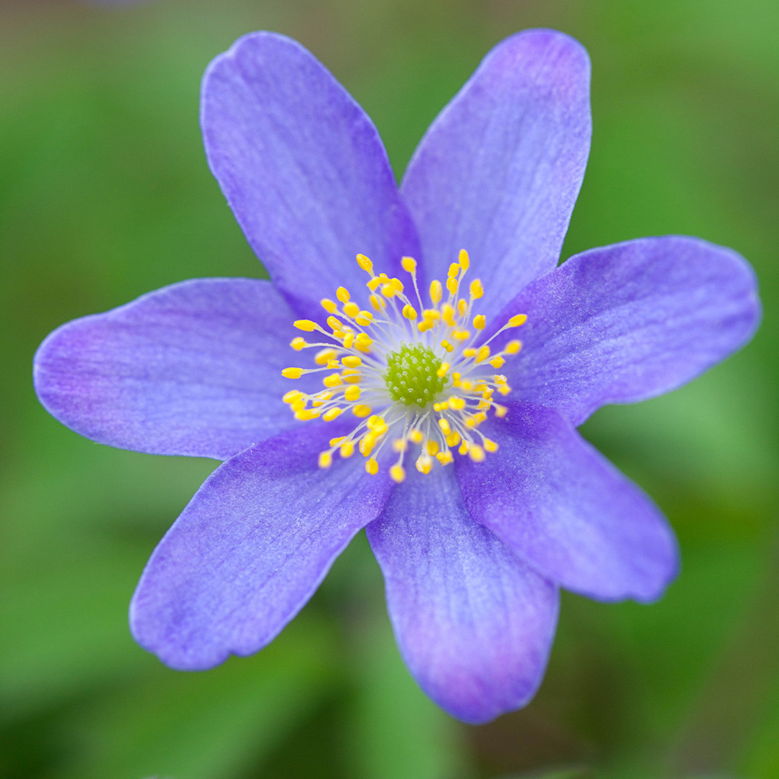 Anemone nemorosa ´Royal Blue´