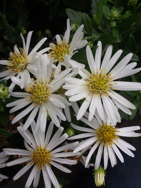 Aster ageratoides ´Ashvi´
