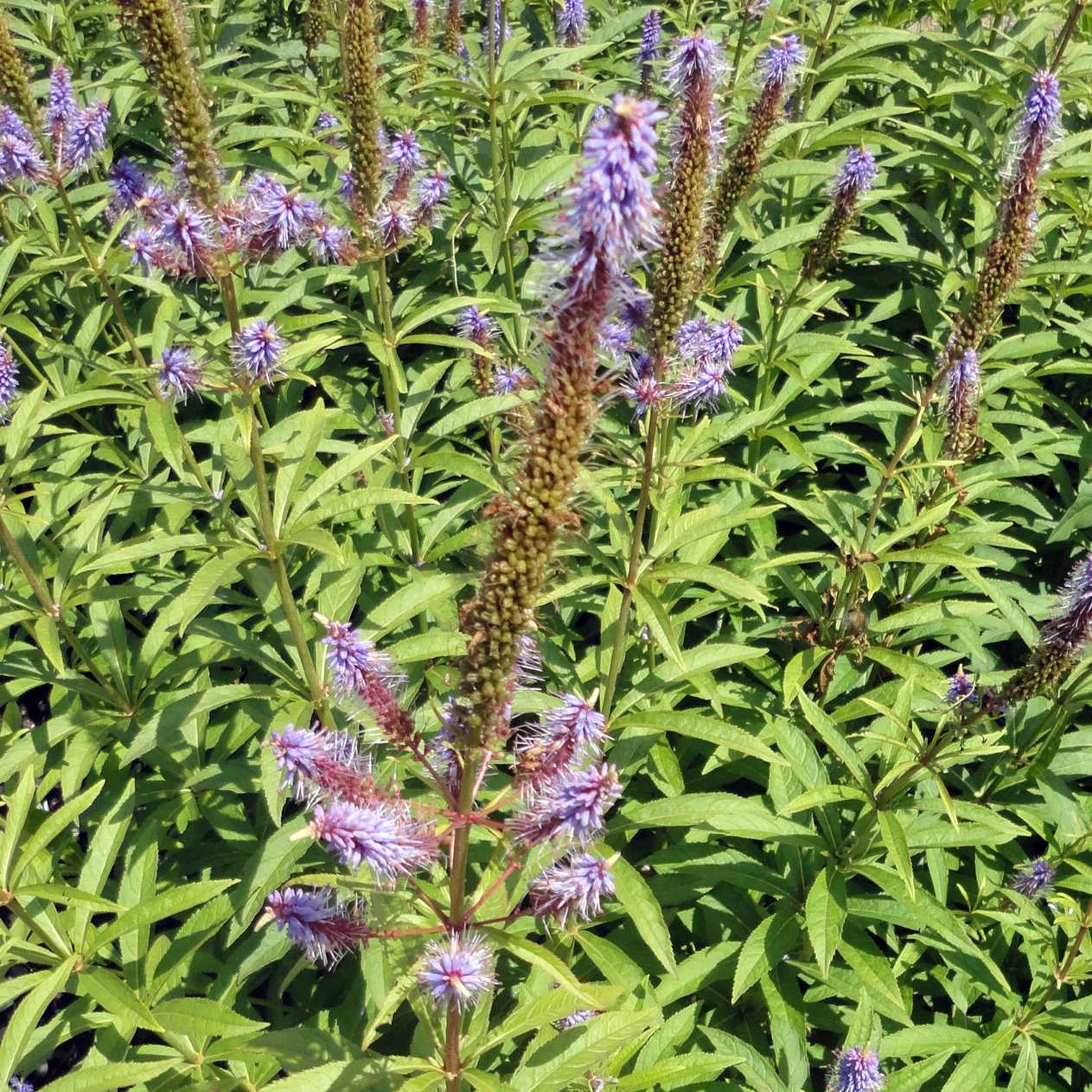 Veronicastrum sibiricum