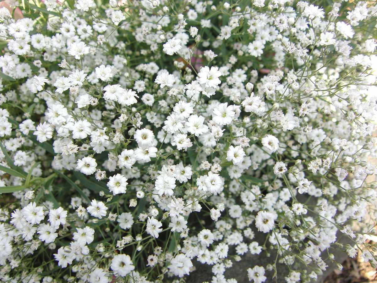 Gypsophila paniculata
