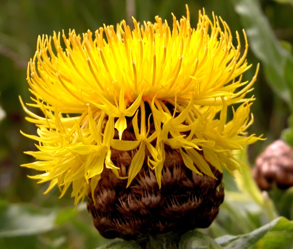 Centaurea macrocephala