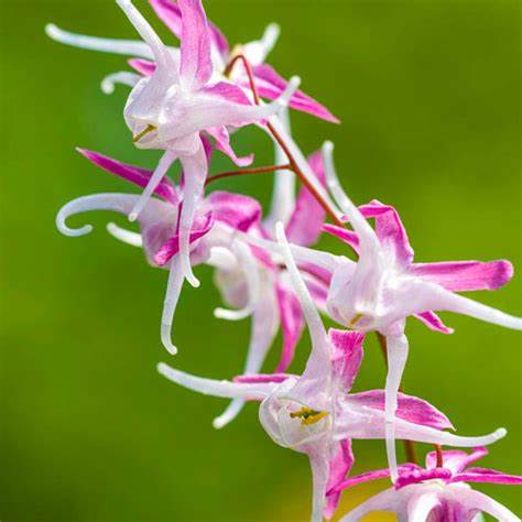 Epimedium grandiflorum ´Rose Queen´