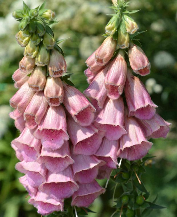 Digitalis x mertonensis ´Summer King´