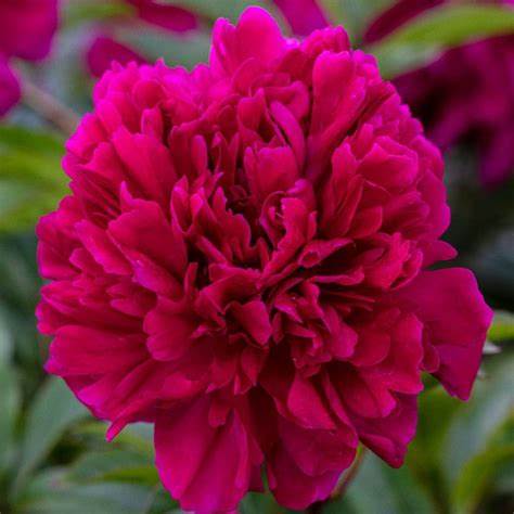 Paeonia lactiflora ´Adolphe Rousseau´