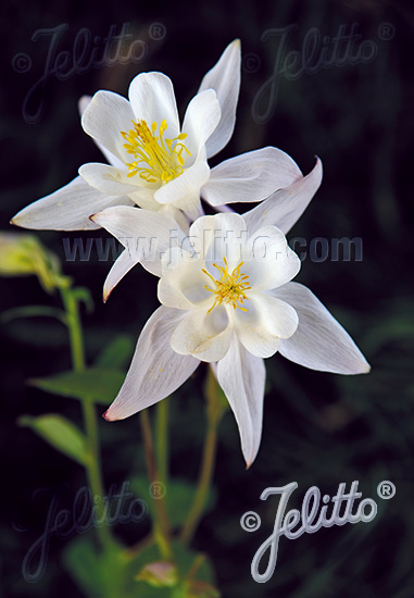 Aquilegia caerulea ´Earlybird± White´