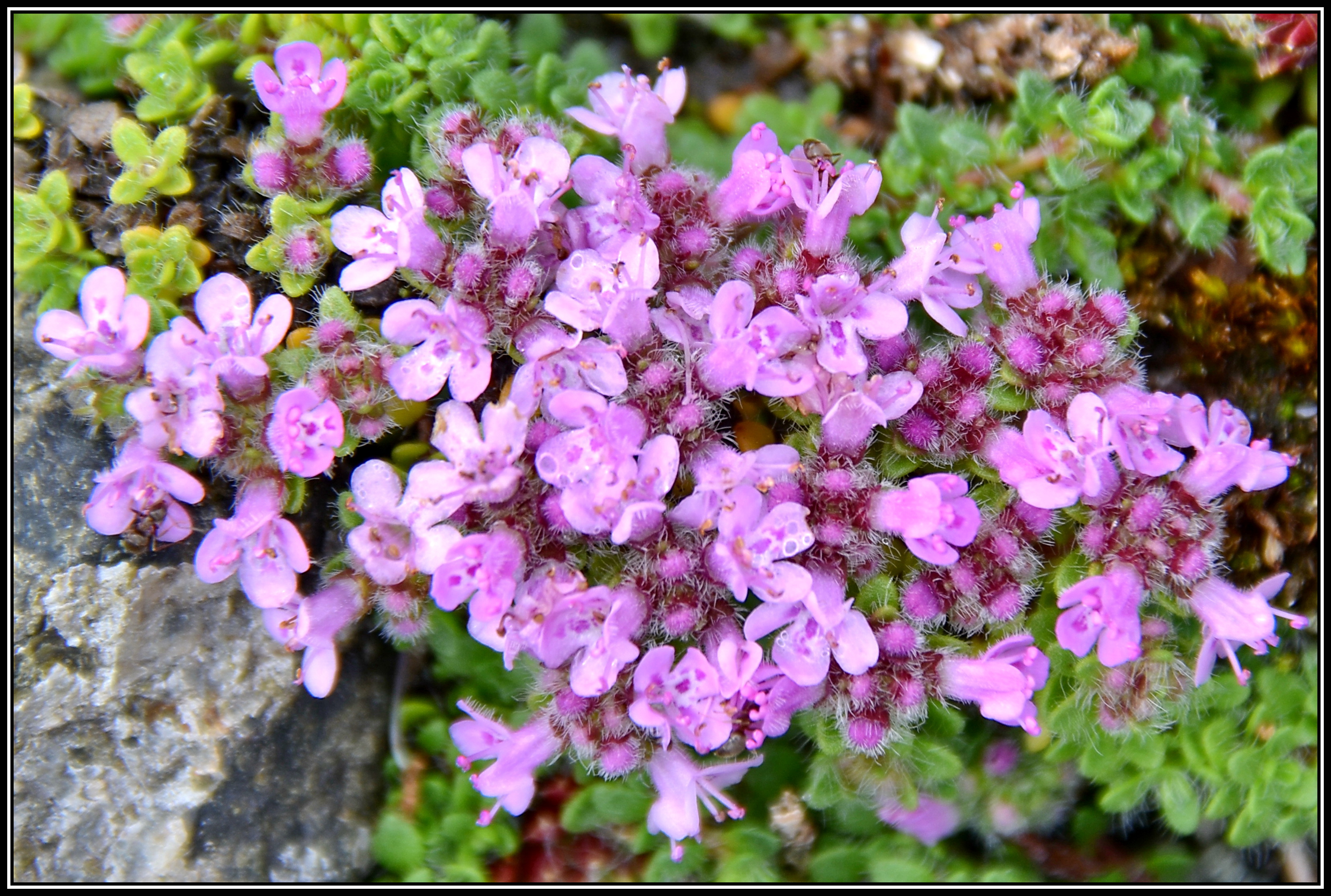 Thymus praecox ´Minor´