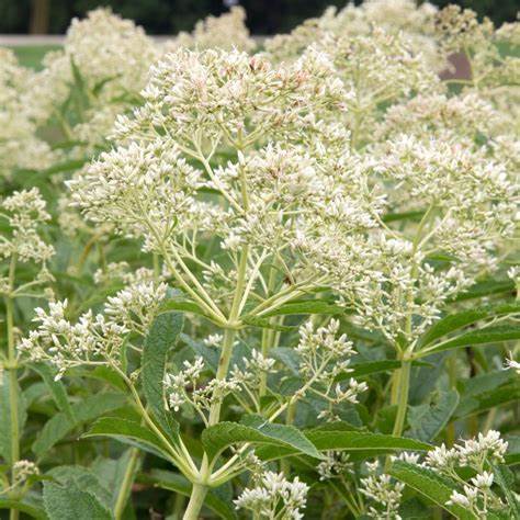 Eupatorium maculatum ´Snowball´