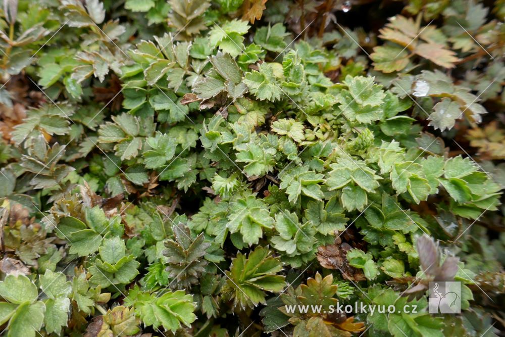 Acaena buchananii