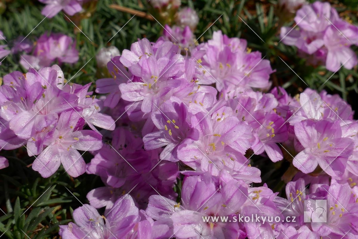 Armeria juniperifolia