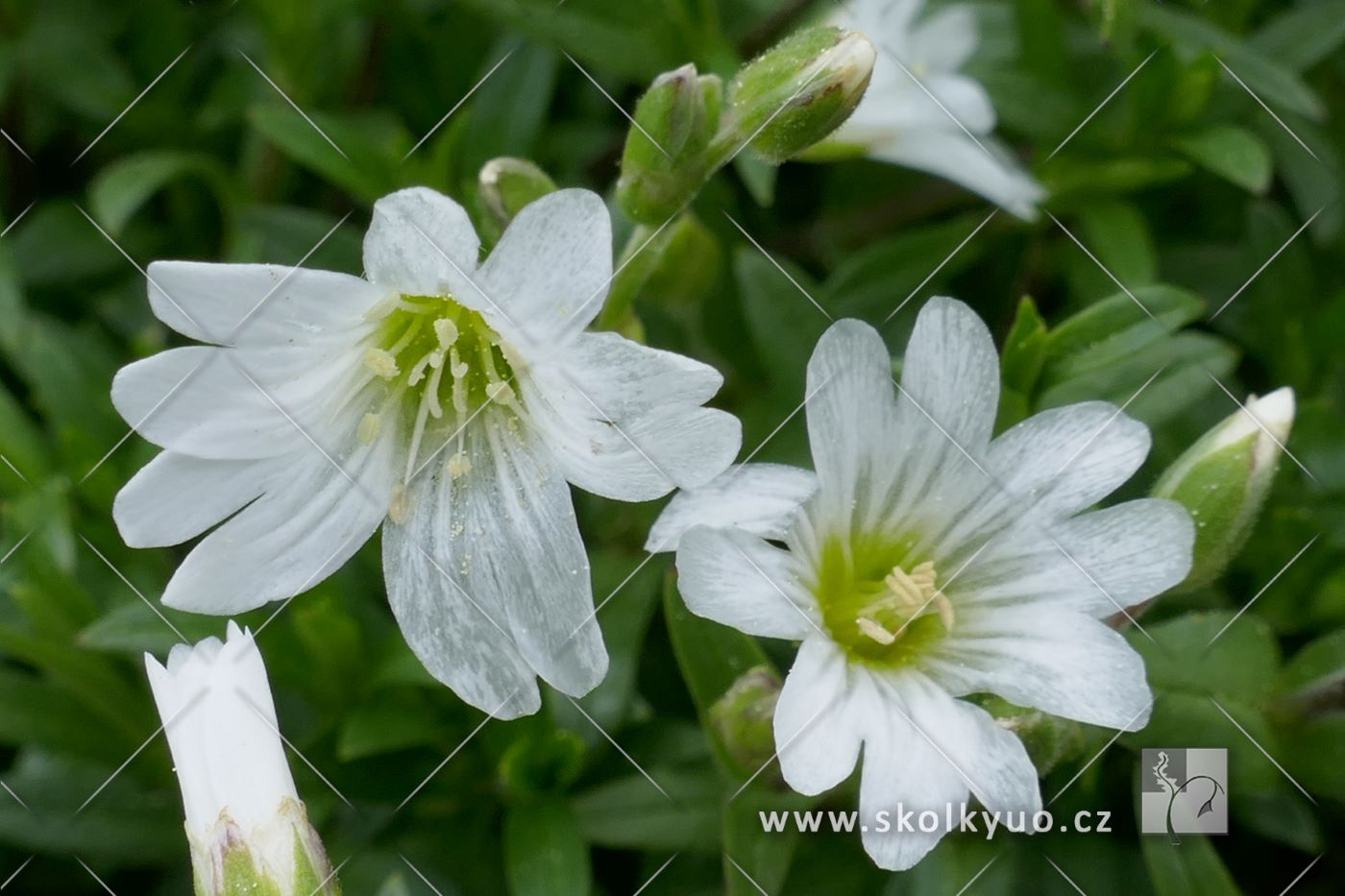 Cerastium arvensis