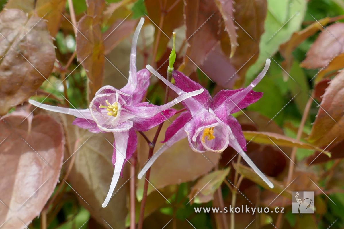 Epimedium grandiflorum ´Purple Pixie´