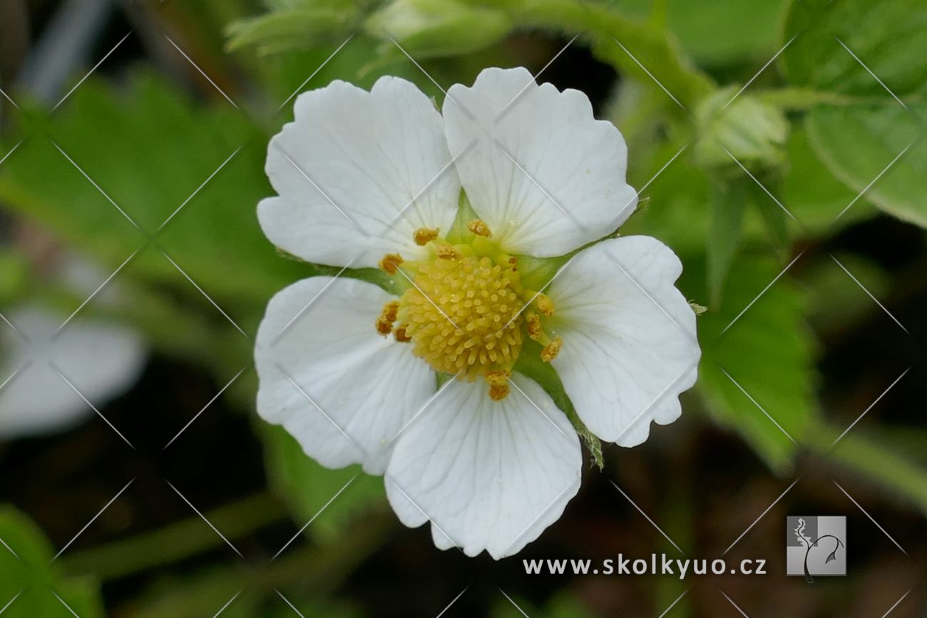 Fragaria vesca v.semperflorens ´Alpine Yellow´