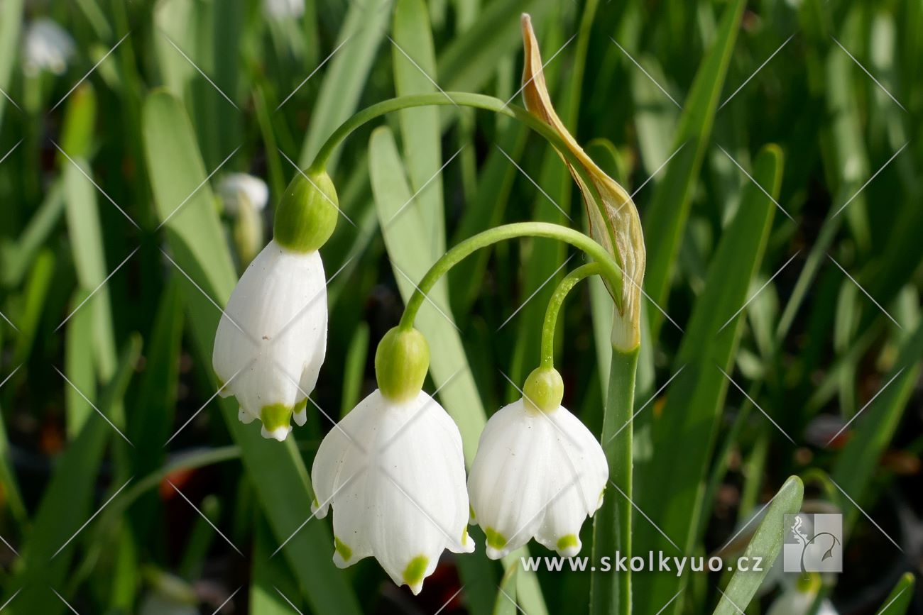 Leucojum aestivum