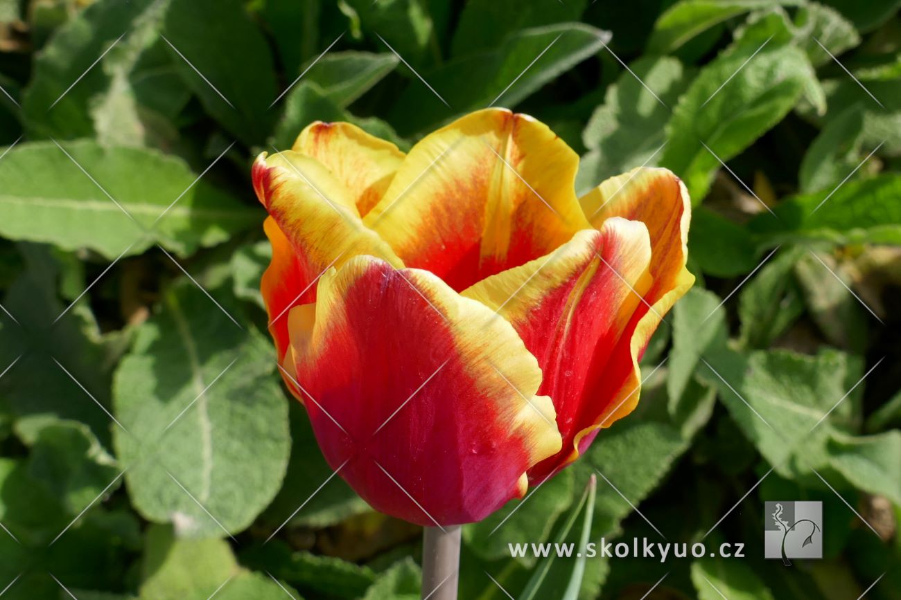 Tulipa - skupina Triumph ´Denmark´