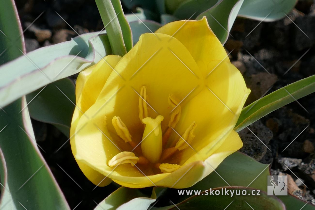 Tulipa batalinii ´Bright Gem´