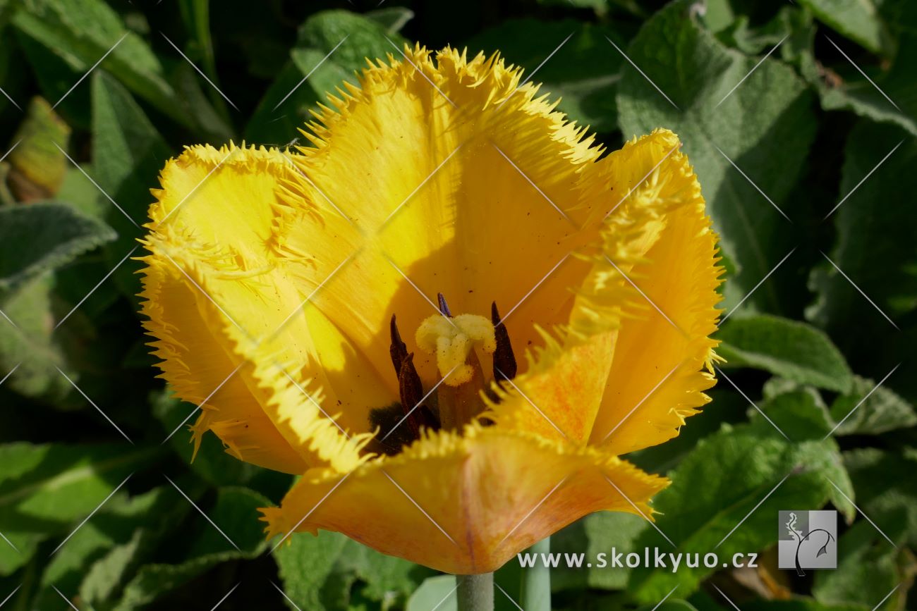 Tulipa ´Crystal Star´
