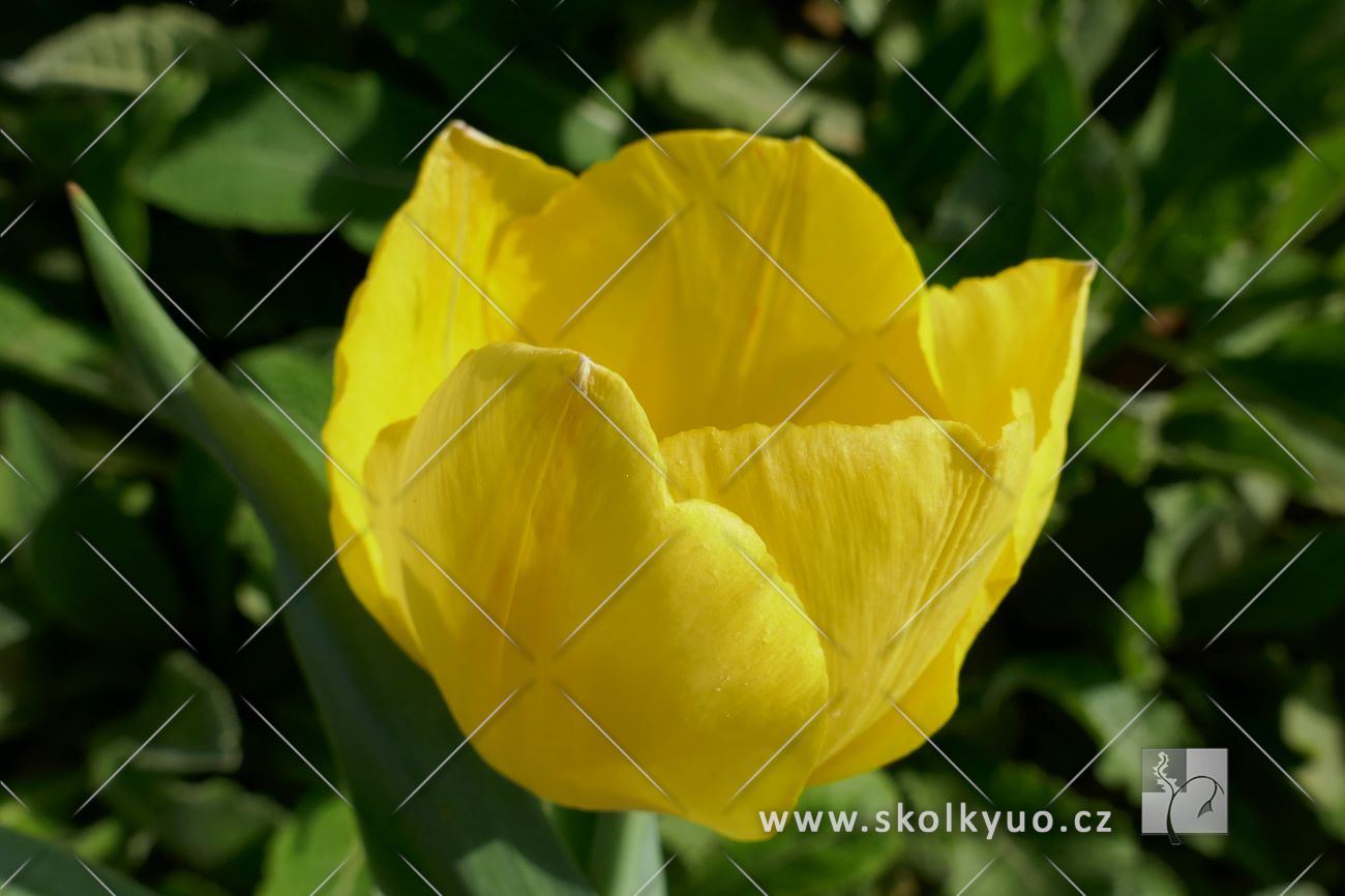Tulipa ´Golden Melody´
