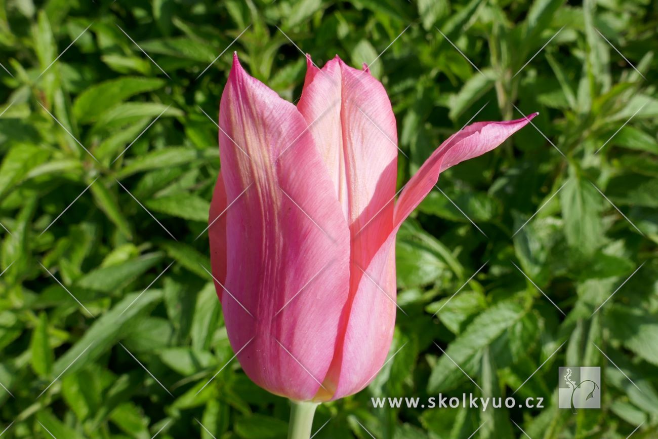 Tulipa linifolia