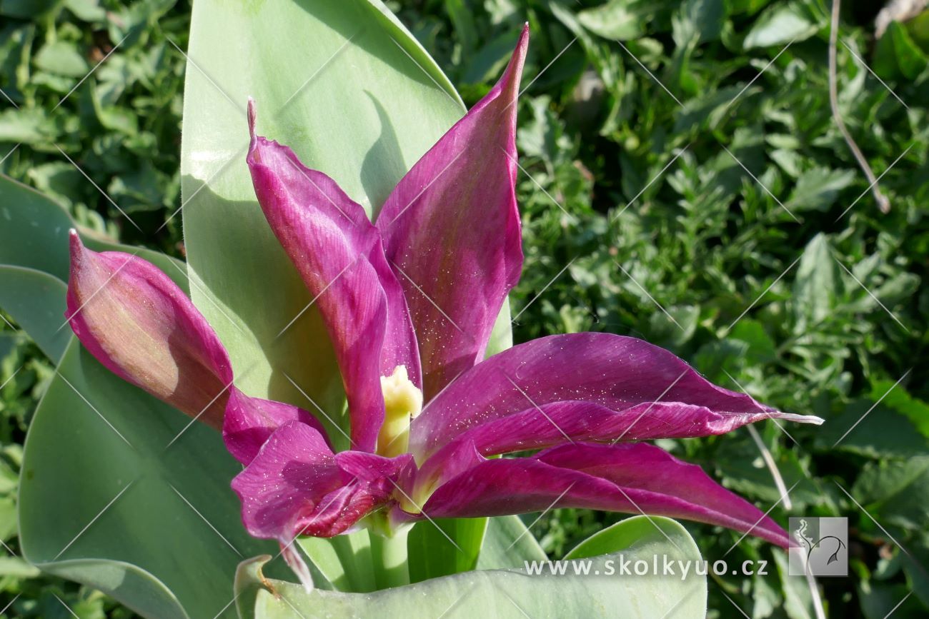 Tulipa ´Purple Doll´