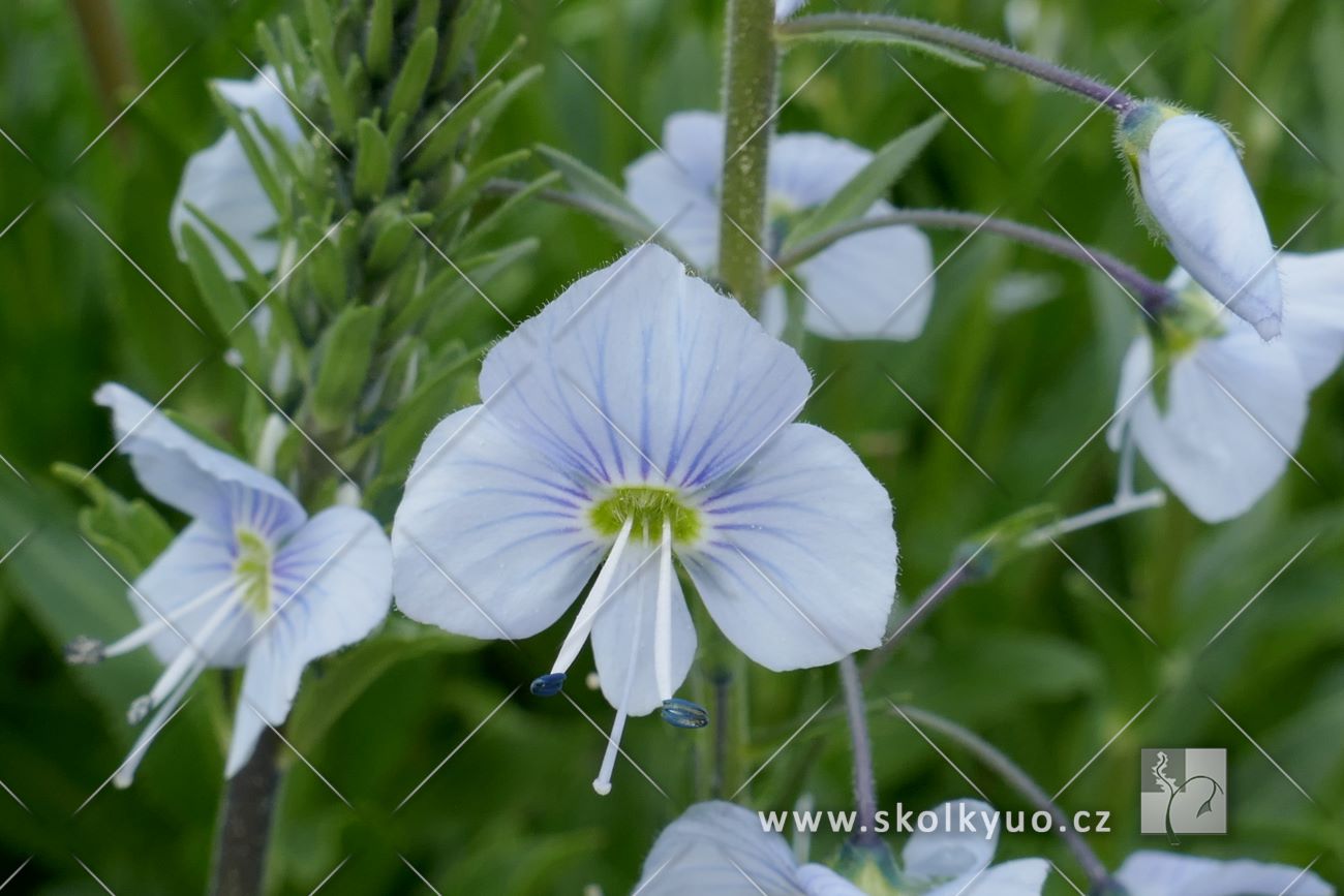Veronica gentianoides