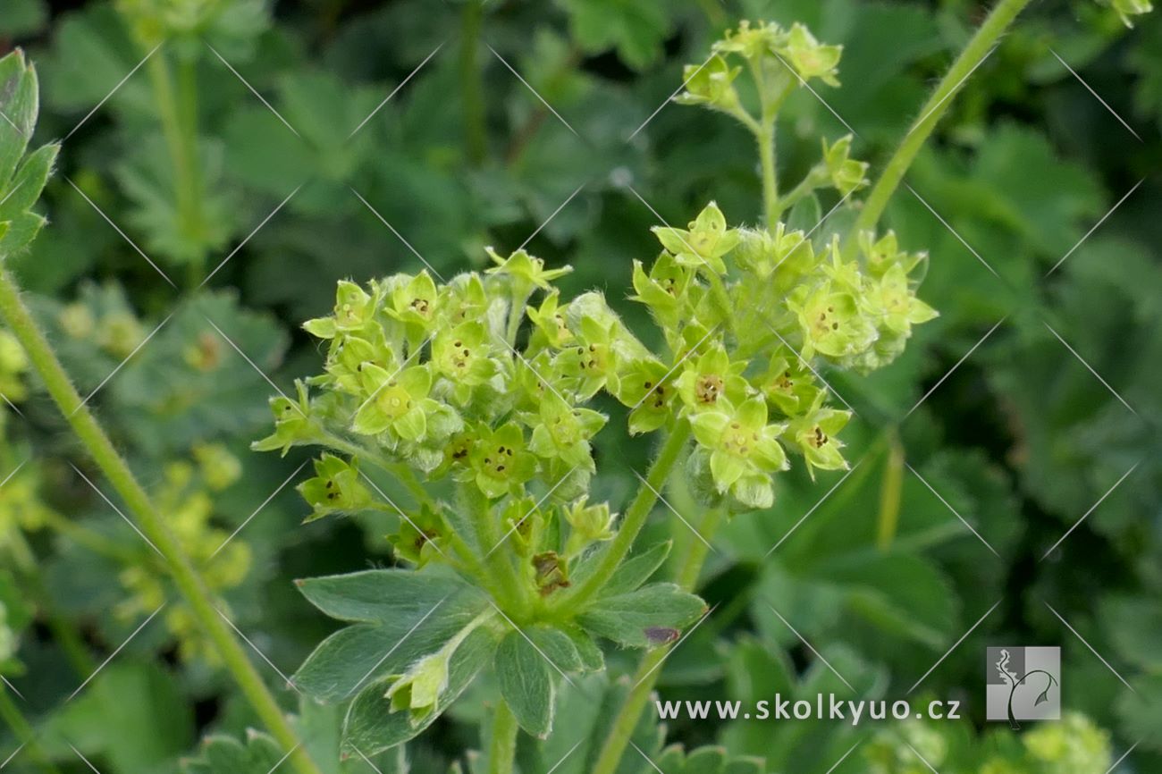 Alchemilla erythropoda