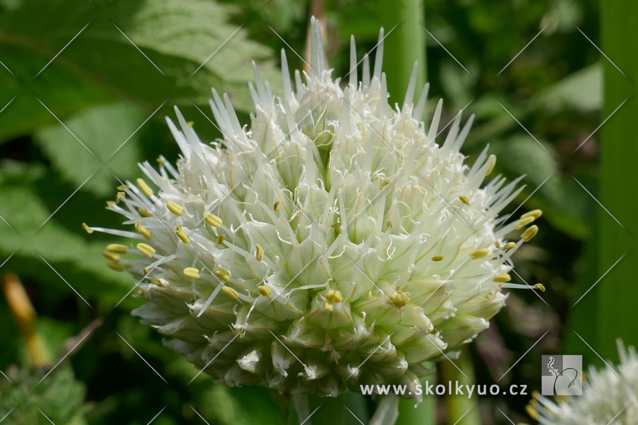 Allium fistulosum