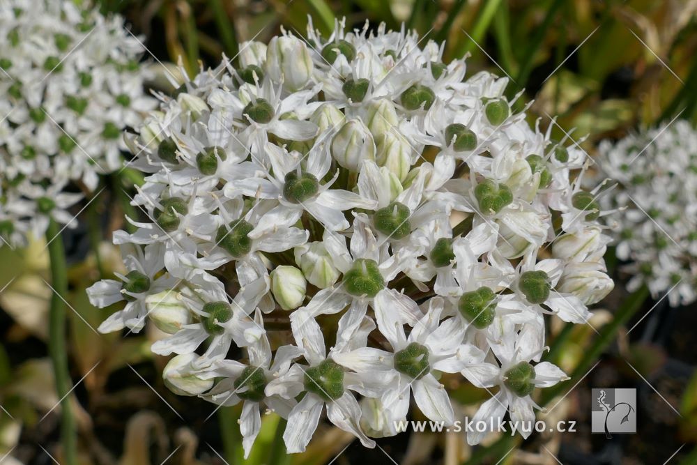 Allium nigrum