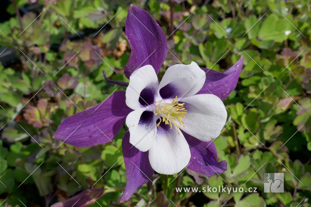 Aquilegia caerulea ´Earlybird± Purple White´