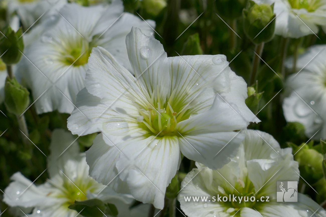 Arenaria montana ´Mont Blanc´
