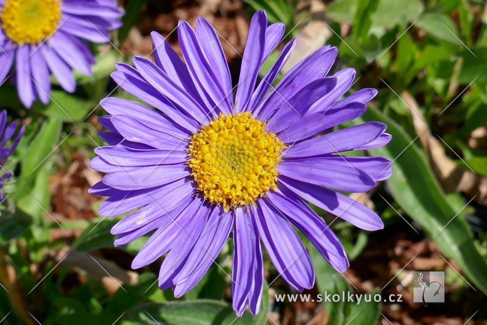 Aster alpinus ´Dunkle Schöne´