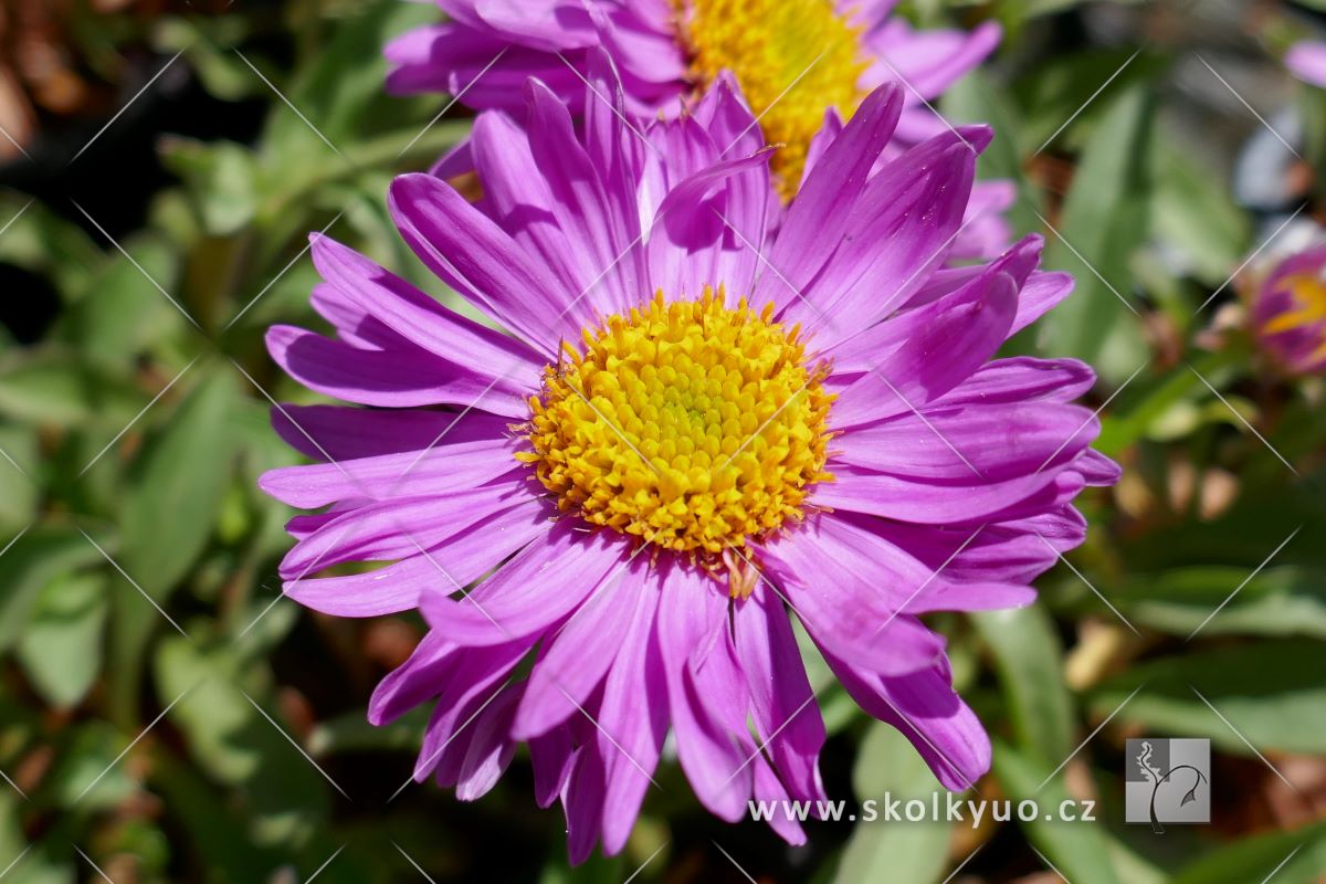Aster alpinus ´Happy End´