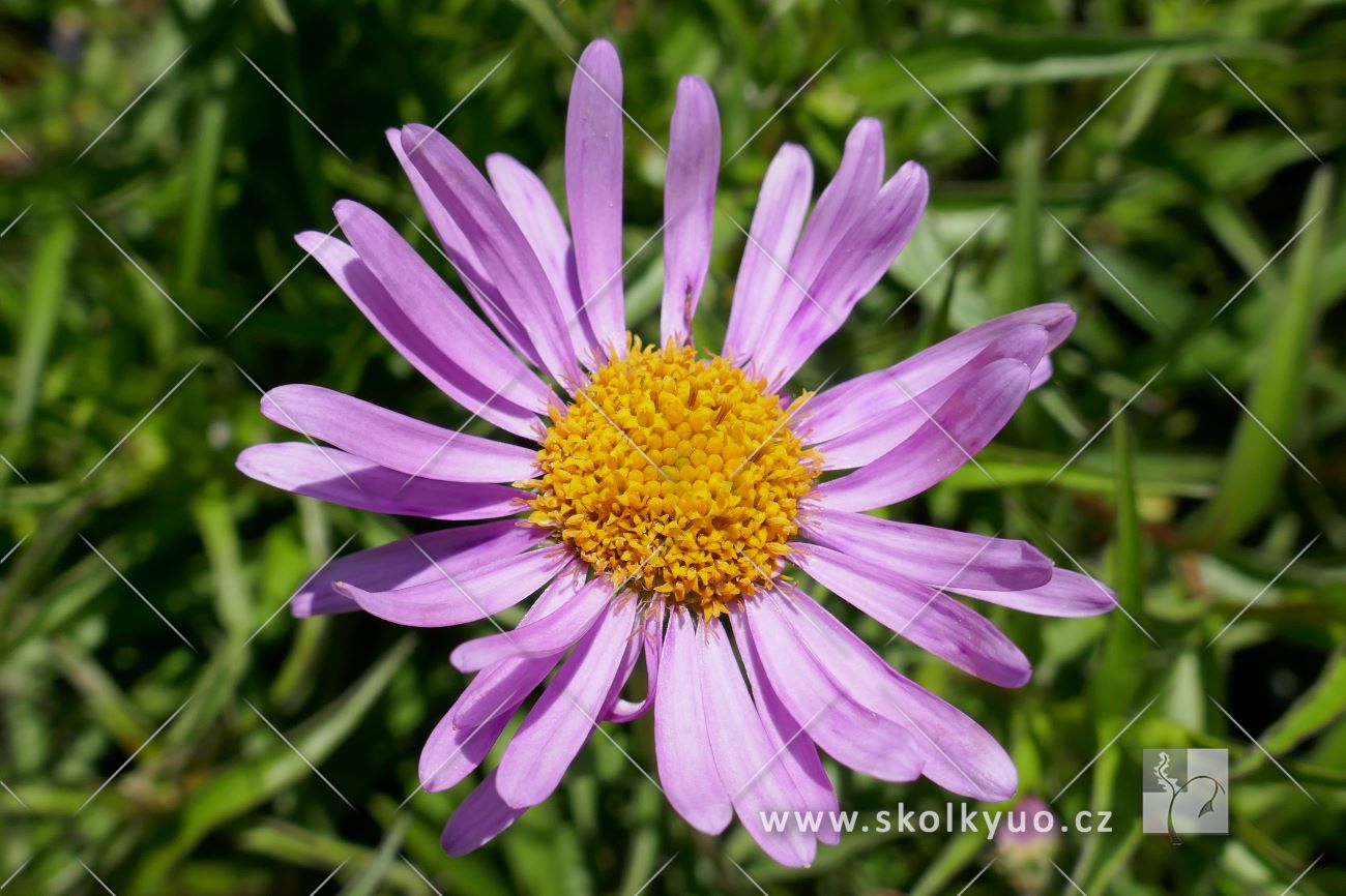 Aster alpinus ´Pinkie´