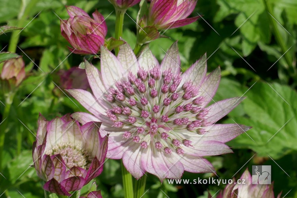 Astrantia major ´Sparkling Stars Pink´