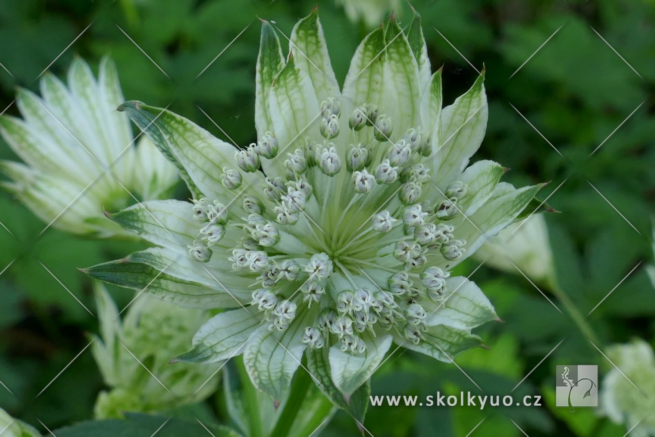 Astrantia major ´Sparkling Stars White´