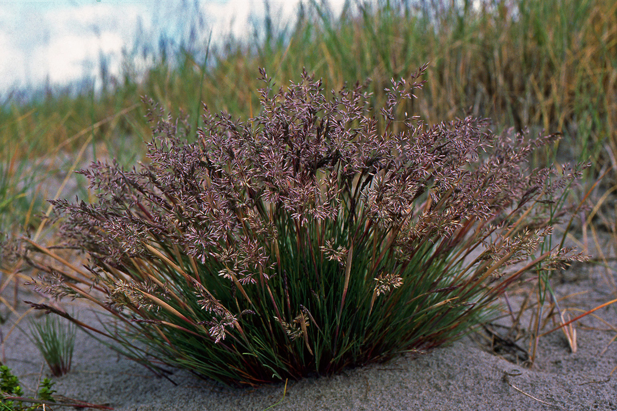 Corynephorus canescens