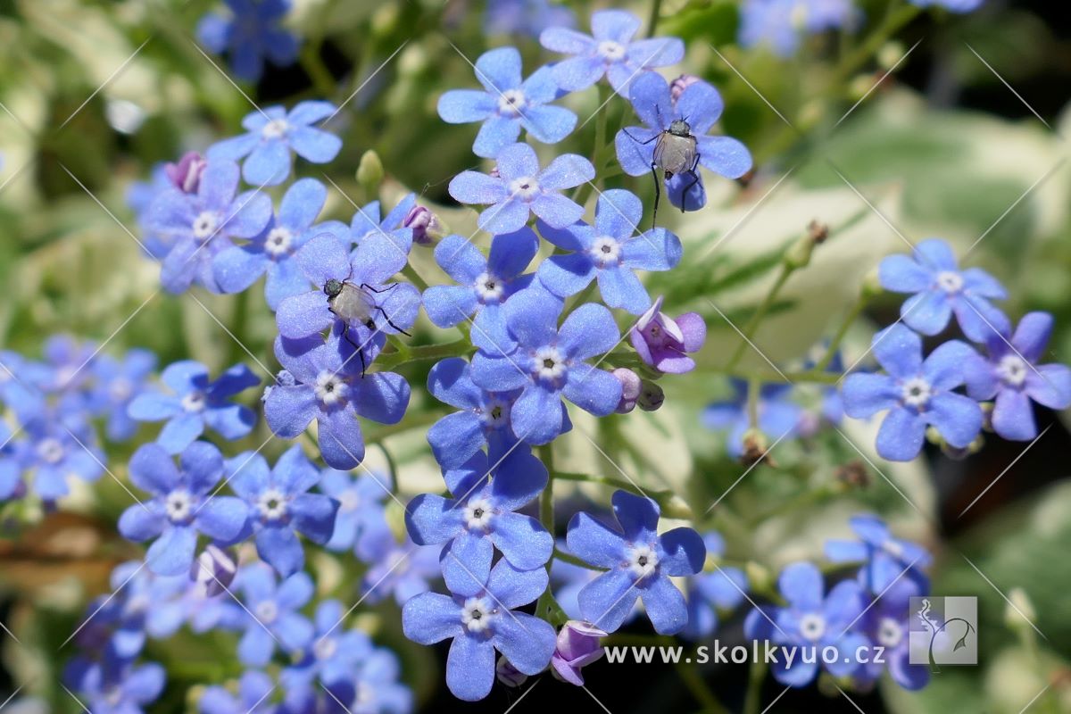 Brunnera macrophylla ´ Variegata´