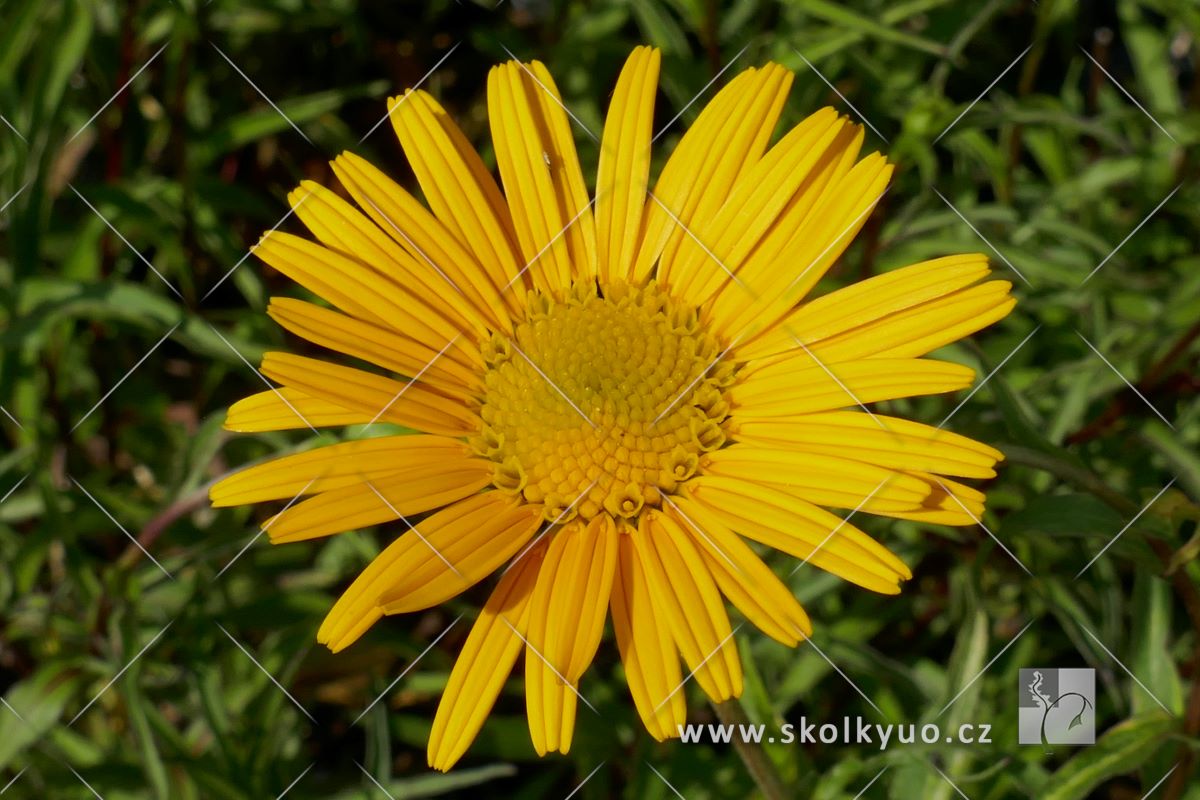 Buphthalmum salicifolium ´Sunwheel´