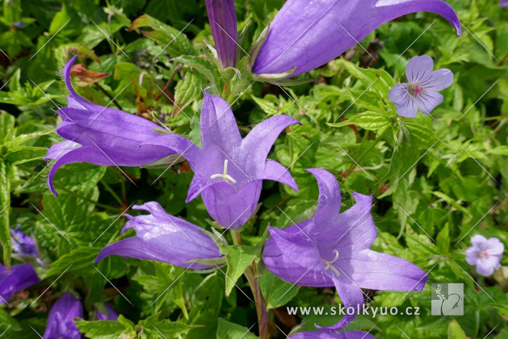 Campanula latifolia