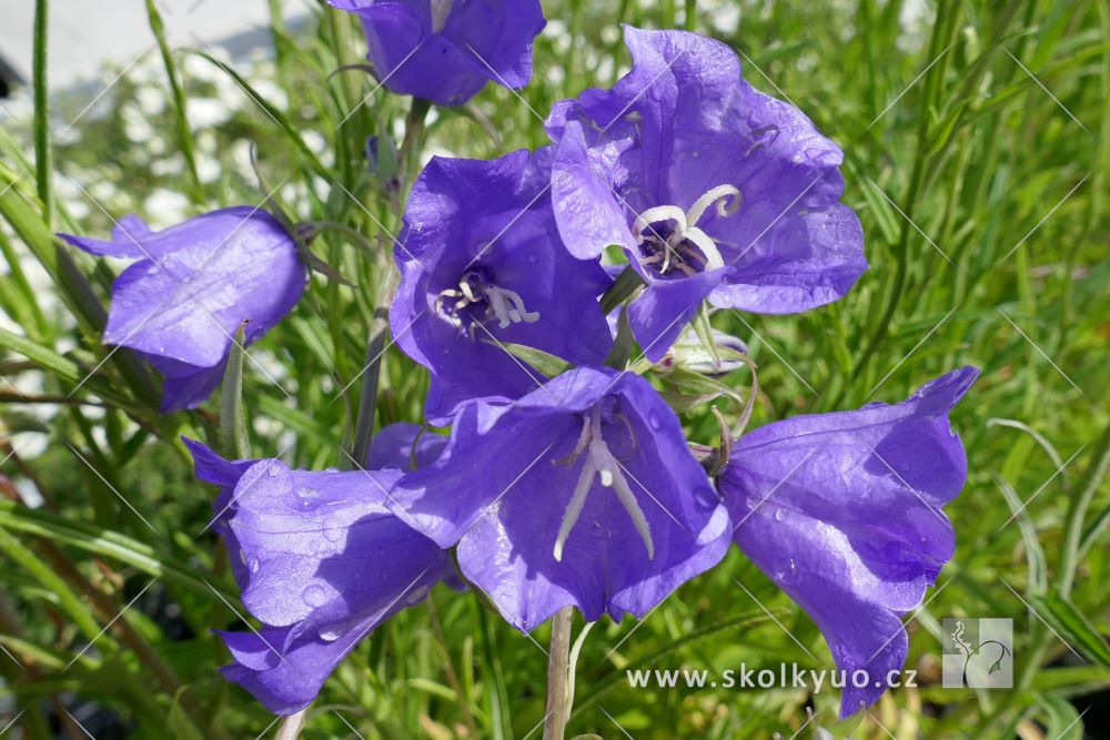 Campanula persicifolia ´Telham Beauty´