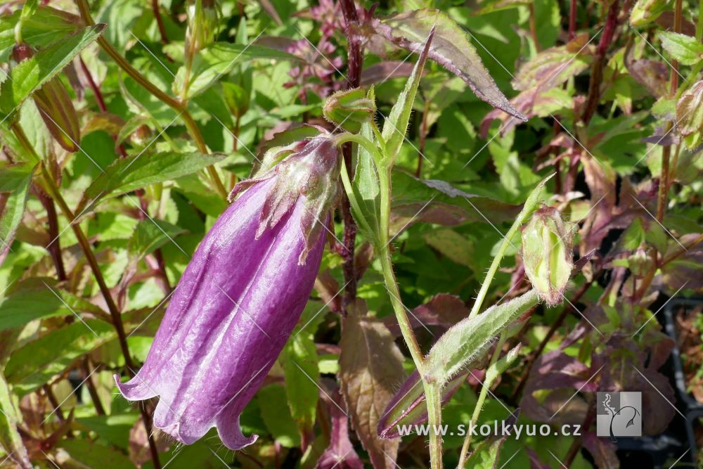 Campanula punctata f.rubriflora