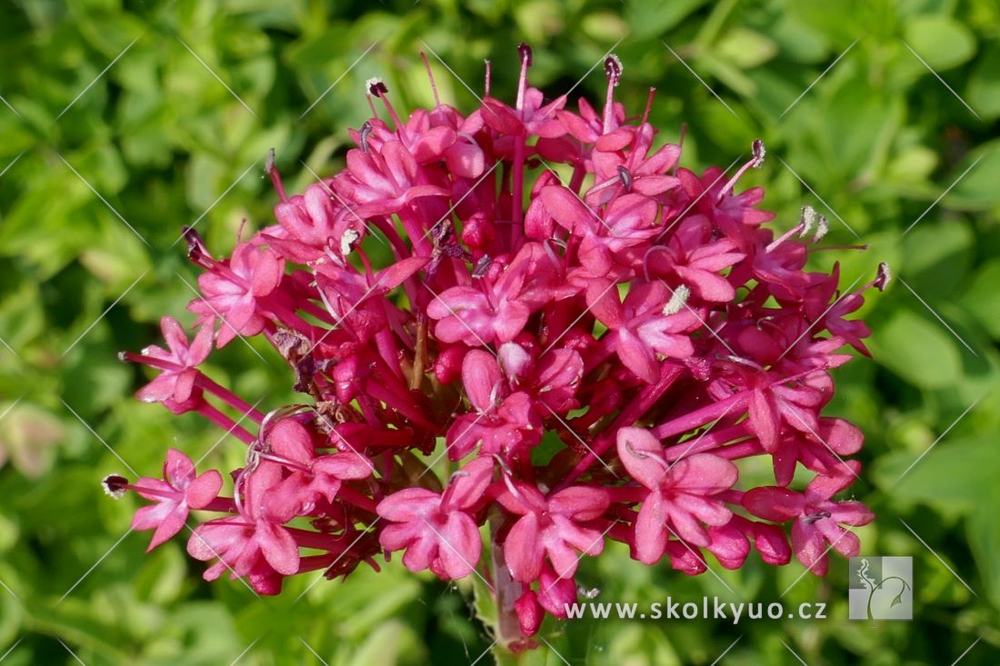 Centranthus ruber ´Coccineus´