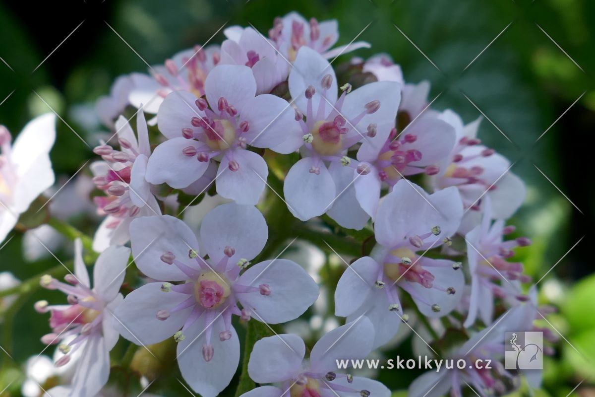 Darmera peltata