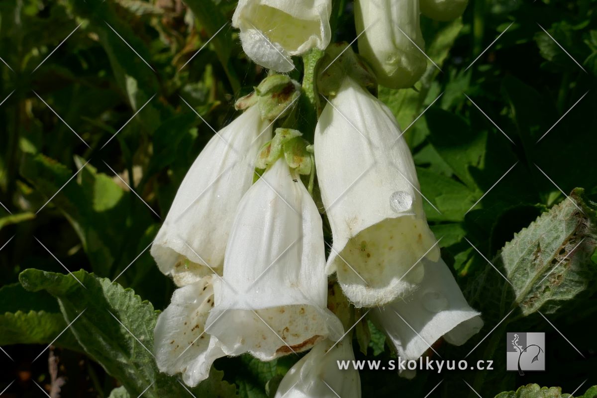 Digitalis purpurea ´Monstrosa´